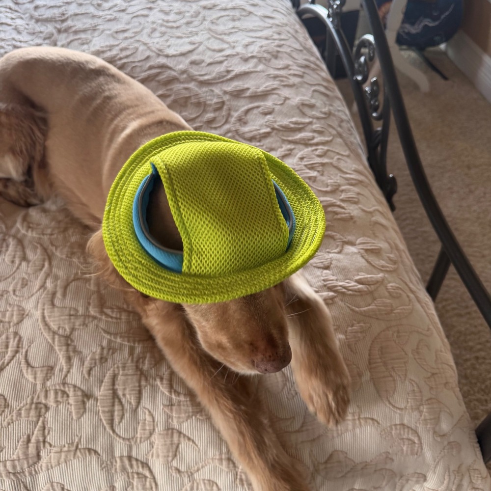 Heart to Tail Neon Cooling Dog Hat Mesh Sun Protection Lime Green Size M/L